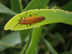 Balta bicolor