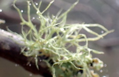Ramalina stenospora