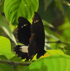 Papilio gambrisius