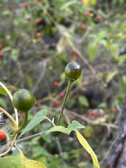 Capsicum annuum glabriusculum