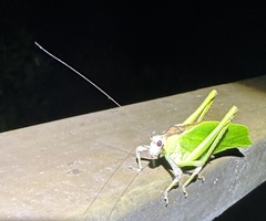 Ephippitytha kuranda