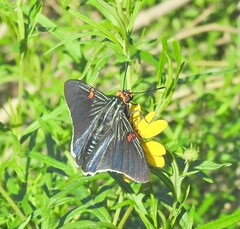 Phocides lilea