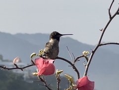 Archilochus colubris