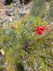 Grevillea wilsonii