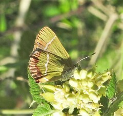 Chlorostrymon simaethis