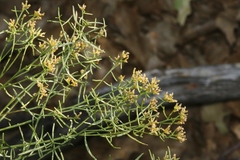 Gutierrezia microcephala