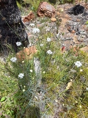 Xanthosia atkinsoniana