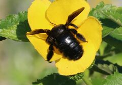 Xylocopa strandi