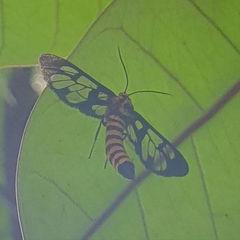 Amata huebneri