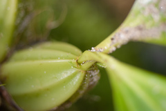Coelogyninae