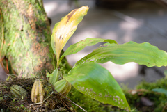 Coelogyninae