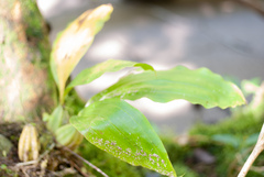 Coelogyninae