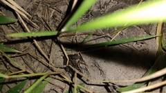 Leptodactylus melanonotus