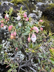 Ericaceae