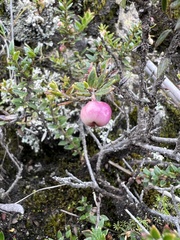 Ericaceae