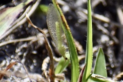 Chrysopa quadripunctata
