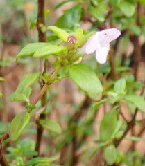 Clinopodium dentatum