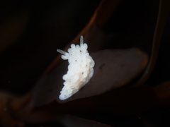 Aegires albopunctatus