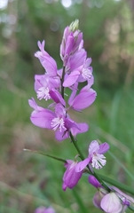 Polygala nicaeensis