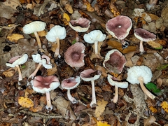 Leucoagaricus lilaceus