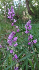 Polygala nicaeensis