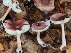 Leucoagaricus lilaceus