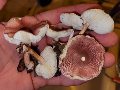 Leucoagaricus lilaceus