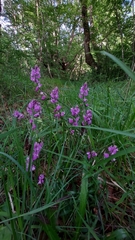 Polygala nicaeensis