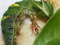 Ropalidia romandi