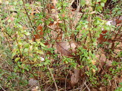 Clinopodium dentatum