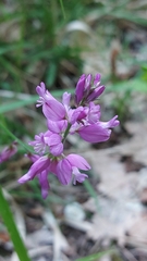 Polygala nicaeensis