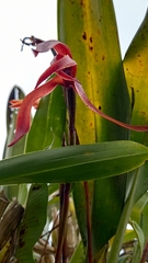 Maxillaria colorata