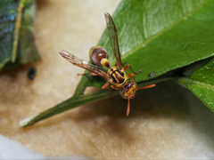 Ropalidia romandi