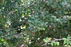 Pithecellobium unguis-cati