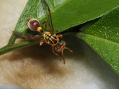 Ropalidia romandi