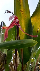 Maxillaria colorata