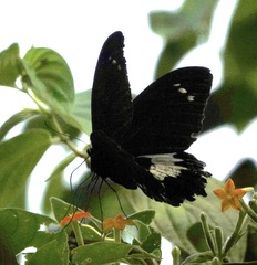 Papilio gambrisius