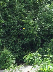 Troides helena cerberus