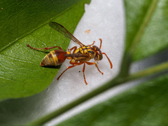 Ropalidia romandi