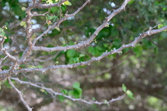 Pithecellobium unguis-cati