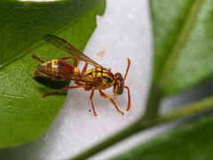 Ropalidia romandi