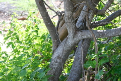 Pithecellobium unguis-cati