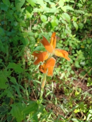 Dichromanthus aurantiacus