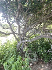 Pithecellobium unguis-cati