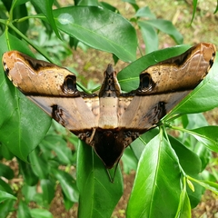 Amplypterus panopus