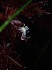 Ancula gibbosa