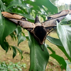 Amplypterus panopus