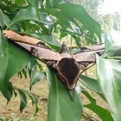 Amplypterus panopus
