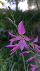 Gladiolus italicus