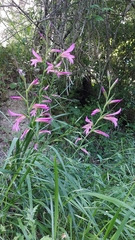 Gladiolus italicus